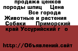 продажа ценков породы шпиц  › Цена ­ 35 000 - Все города Животные и растения » Собаки   . Приморский край,Уссурийский г. о. 